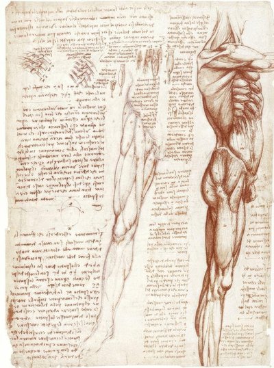 Anatomistudier: Trunks og bens muskler af Leonardo da Vinci