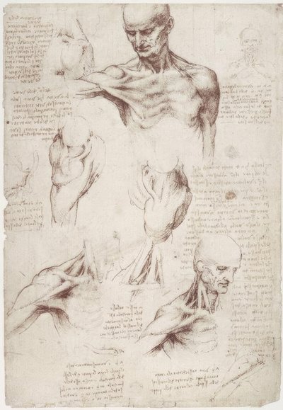Anatomiundersøgelser: overflademusklerne i nakke og skulder af Leonardo da Vinci