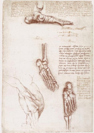 Anatomistudier: Overfladeanatomi af skulderen / fodens knogler af Leonardo da Vinci