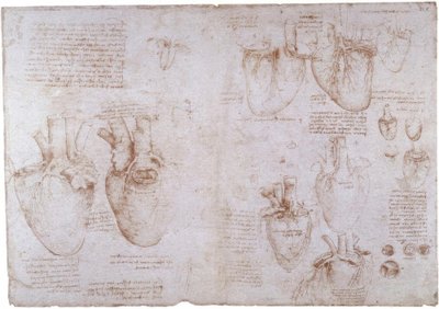 Anatomistudier: Overfladevener ... af Leonardo da Vinci