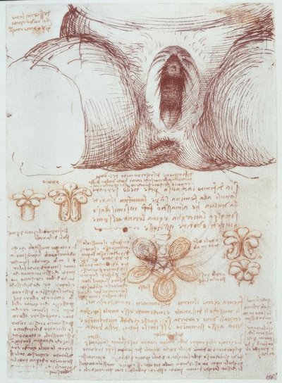 Anatomiundersøgelser: vulva af en multiparøs kvinde efter fødslen af Leonardo da Vinci