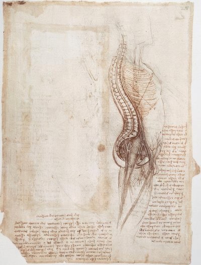 Anatomistudier: Rygsøjle ... af Leonardo da Vinci