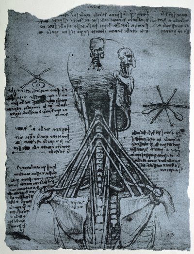 Knoglestruktur af den menneskelige nakke og skulder, faksimilekopi af Leonardo da Vinci