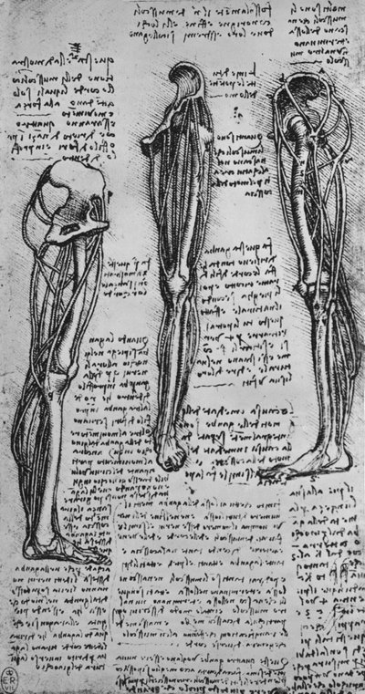 Tegninger af et venstre ben, der viser knogler og sener, c1480 1945 af Leonardo da Vinci
