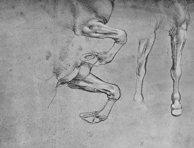 Fire undersøgelser af hesteben, c1480 1945 af Leonardo da Vinci