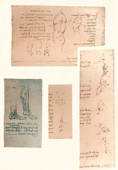 Fire tegninger, der illustrerer teorien om den menneskelige figurs bevægelser, c1472-c1519 1883 af Leonardo da Vinci