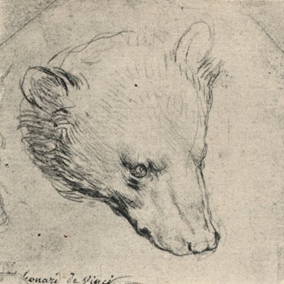Hoved af en bjørn, c1480 1945 af Leonardo da Vinci