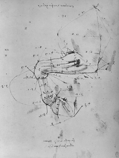 Målt tegning af en hests nære forben, c1480 1945 af Leonardo da Vinci