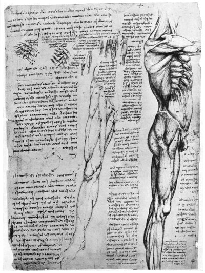 Muskelstudier, slutningen af det 15. eller begyndelsen af det 16. århundrede 1954 af Leonardo da Vinci