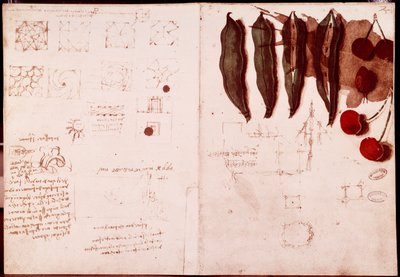 Noter og skitser af botanik og geometri. Tegning på dobbeltsidet manuskript af Leonardo da Vinci (Leonardo da Vinci) (1452-1519) af Leonardo da Vinci