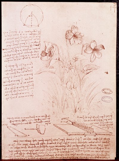 Noter og skitser af botanik og geometri: narcissus. Tegning på dobbeltsidet manuskript af Leonardo da Vinci (Leonardo da Vinci) (1452-1519) af Leonardo da Vinci