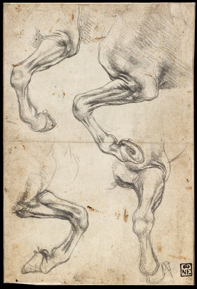 Studier af hestens ben af Leonardo da Vinci