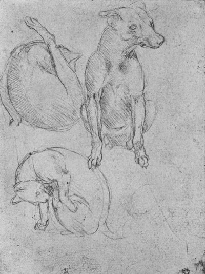 Studier af en hund og en kat, c1480 1945 af Leonardo da Vinci