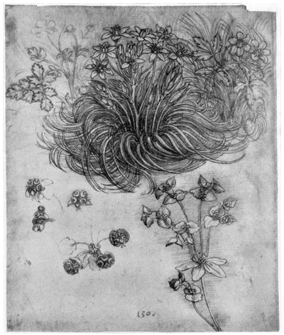 Undersøgelse af en Star of Bethlehem-plante, 1505-1507 1954 af Leonardo da Vinci
