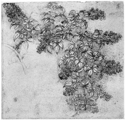 Undersøgelse af en brombærgren, slutningen af det 15. eller begyndelsen af det 16. århundrede 1954 af Leonardo da Vinci