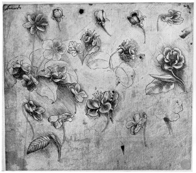 Studie af blomster, c1481-1483 1954. af Leonardo da Vinci