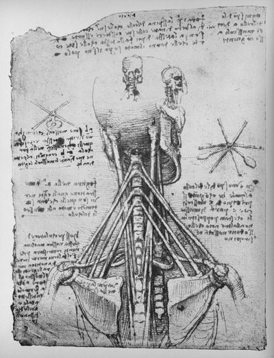 Studie af bagsiden af et skelet, viser nakkens sener, c1480 1945 af Leonardo da Vinci