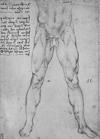Studie af den nederste halvdel af en nøgen mand vendt mod fronten, c1480 1945 af Leonardo da Vinci