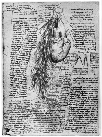 Undersøgelse af hjertet og bronkialarterierne, slutningen af det 15. eller begyndelsen af det 16. århundrede 1954 af Leonardo da Vinci