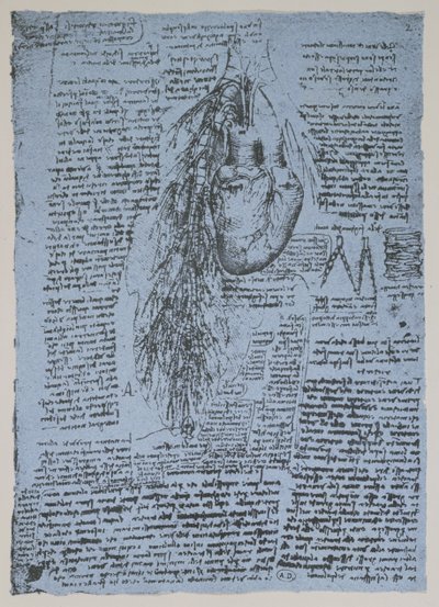 Hjertet og bronkialarterierne, faksimile af Windsor-bogen (pen og blæk på papir) af Leonardo da Vinci