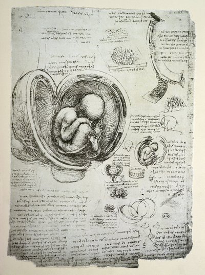 Det menneskelige foster i livmoderen, faksimilekopi af Leonardo da Vinci
