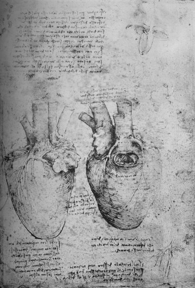 To tegninger af hjertet, c1480 1945 af Leonardo da Vinci