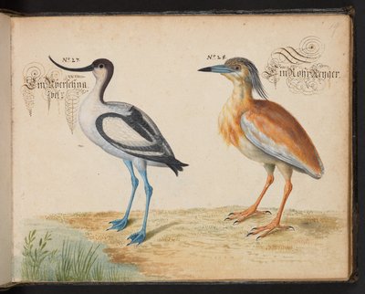 Tilføj 6485 f.19 Avocet og Squacco Heron af Leonhard Baldner