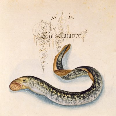 Tilføj 6485 f.50 Sølampret af Leonhard Baldner