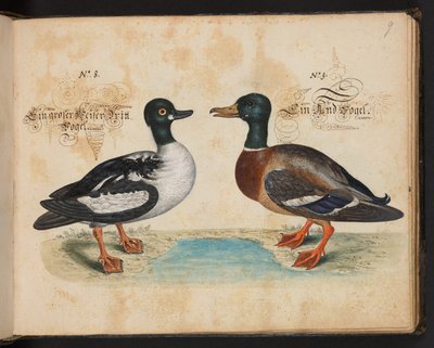"En nøjagtig naturlig beskrivelse og afgrænsning af vandfuglene, fiskene, firfodede dyr, insekter og orme, som findes i vandet ved Strassburg [Strasbourg], som jeg selv skød og håndterede. Leonard Baldner, fisker og borger i Strassburg ", c af Leonhard Baldner