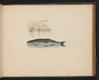 "En nøjagtig naturlig beskrivelse og afgrænsning af vandfuglene, fiskene, firfodede dyr, insekter og orme, som findes i vandet ved Strassburg [Strasbourg], som jeg selv skød og håndterede. Leonard Baldner, fisker og borger i Strassburg ", c af Leonhard Baldner