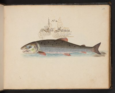 "En nøjagtig naturlig beskrivelse og afgrænsning af vandfuglene, fiskene, firfodede dyr, insekter og orme, som findes i vandet ved Strassburg [Strasbourg], som jeg selv skød og håndterede. Leonard Baldner, fisker og borger i Strassburg ", c af Leonhard Baldner