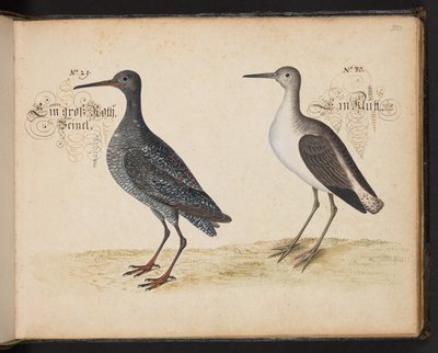 "En nøjagtig naturlig beskrivelse og afgrænsning af vandfuglene, fiskene, firfodede dyr, insekter og orme, som findes i vandet ved Strassburg [Strasbourg], som jeg selv skød og håndterede. Leonard Baldner, fisker og borger i Strassburg ", c af Leonhard Baldner