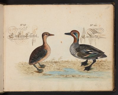 "En nøjagtig naturlig beskrivelse og afgrænsning af vandfuglene, fiskene, firfodede dyr, insekter og orme, som findes i vandet ved Strassburg [Strasbourg], som jeg selv skød og håndterede. Leonard Baldner, fisker og borger i Strassburg ", c af Leonhard Baldner