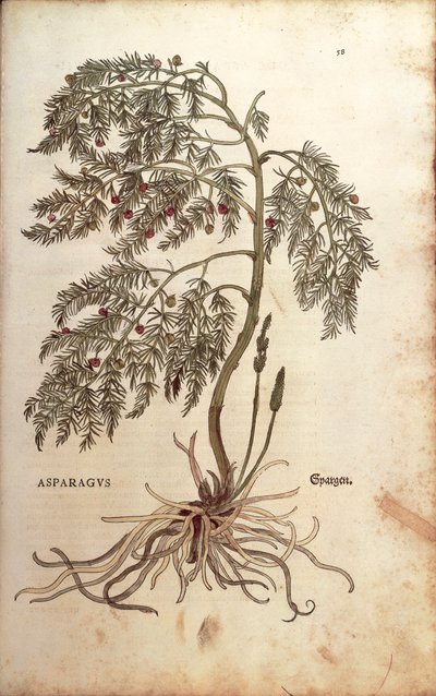 Asparges (Asparagus officinalis) af Leonhart Fuchs fra De historia stirpium commentarii insignes (Notable Commentaries on the History of Plants) farvet gravering af Leonhard Fuchs