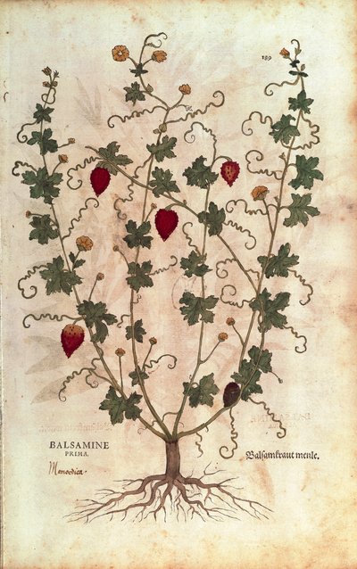 Balsamæble (Momordica balsamina) af Leonhart Fuchs fra De historia stirpium commentarii insignes (Notable Commentarars on the History of Plants), farvet gravering af Leonhard Fuchs