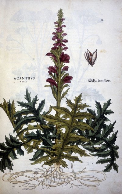 Botanisk plade: Acanthus eller Acanthus - i "The History of the Stirpium Commentaries" af Leonhart Fuchs af Leonhard Fuchs