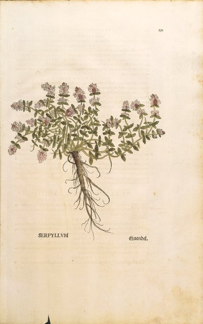 Breckland eller vild timian (Thymus serpyllum), farvet gravering af Leonhart Fuchs af Leonhard Fuchs
