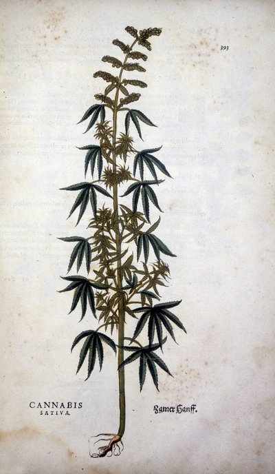 Cannabis Sativa (dyrkning af hamp) - i ""The History of the Lineage of the Insignia Commentary"" af Leonhart Fuchs af Leonhard Fuchs