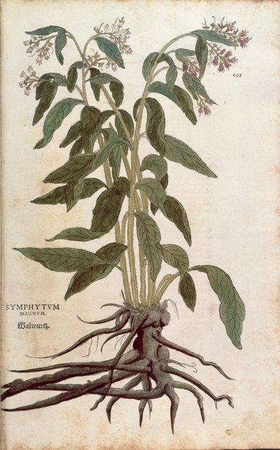 Comfrey - Symphytum officinale (Symphytum magnus) af Leonhart Fuchs fra De historia stirpium commentarii insignes (Notable Commentaries on the History of Plants), farvet gravering af Leonhard Fuchs