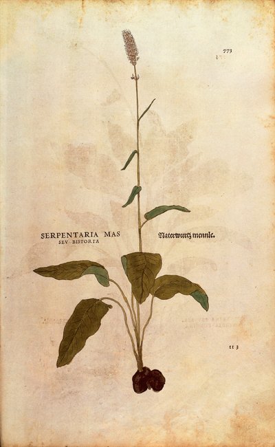 Almindelig Bistort - Persicaria bistorta eller Bistorta polygonum (Serpentaria mas seu bistorta) af Leonhart Fuchs fra De historia stirpium commentarii insignes (Notable Commentarars on the History of Plants) farvet gravering af Leonhard Fuchs
