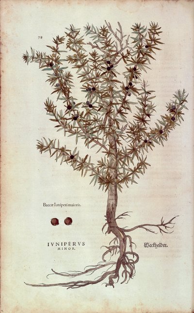 Almindelig Juniper - Juniperus communis (Juniperus minor) af Leonhart Fuchs fra De historia stirpium commentarii insignes (Notable Commentarars on the History of Plants) farvet gravering af Leonhard Fuchs