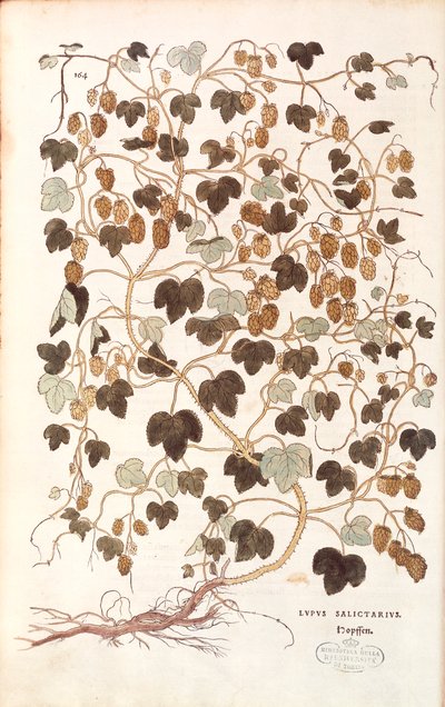Almindelig humle - Humulus lupulus (Lupus salictarius) af Leonhart Fuchs fra De historia stirpium commentarii insignes (Notable Commentaries on the History of Plants) farvet gravering af Leonhard Fuchs