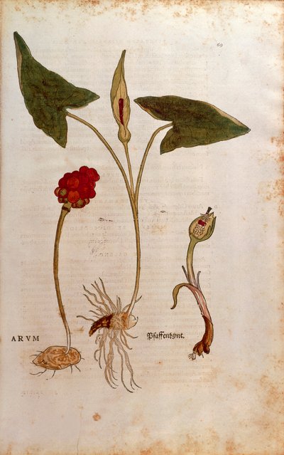 Cuckoo Pint eller Italian Lords-and-Ladies - Arum italicum (Arum) af Leonhart Fuchs fra De historia stirpium commentarii insignes (Notable Commentarars on the History of Plants), farvet gravering af Leonhard Fuchs