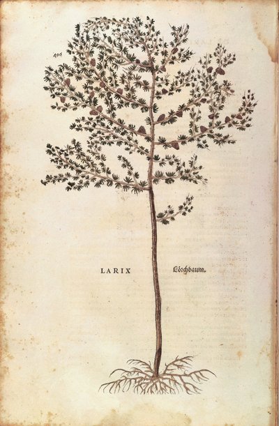 Europæisk lærk (Larix decidua) af Leonhart Fuchs fra De historia stirpium commentarii insignes (Notable Commentarars on the History of Plants) farvet gravering af Leonhard Fuchs
