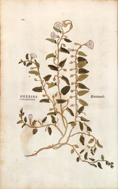 Markbindeved - Convolvulus arvensis (Helxine cissampelos) af Leonhart Fuchs fra De historia stirpium commentarii insignes (Notable Commentarars on the History of Plants) farvet gravering af Leonhard Fuchs