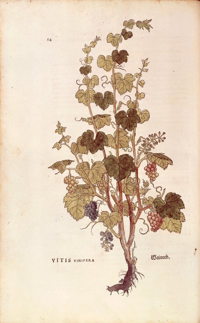 Vindrue (Vitis vinifera) af Leonhart Fuchs fra De historia stirpium commentarii insignes (Notable Commentaries on the History of Plants), koloreret gravering af Leonhard Fuchs