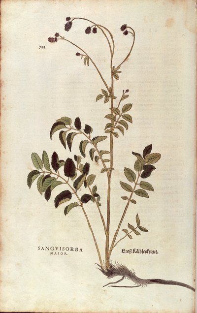 Stor pimpinelle - Sanguisorba officinalis (Sanguisorba major) af Leonhart Fuchs fra De historia stirpium commentarii insignes (Notable Commentaries on the History of Plants) farvelagt gravering af Leonhard Fuchs