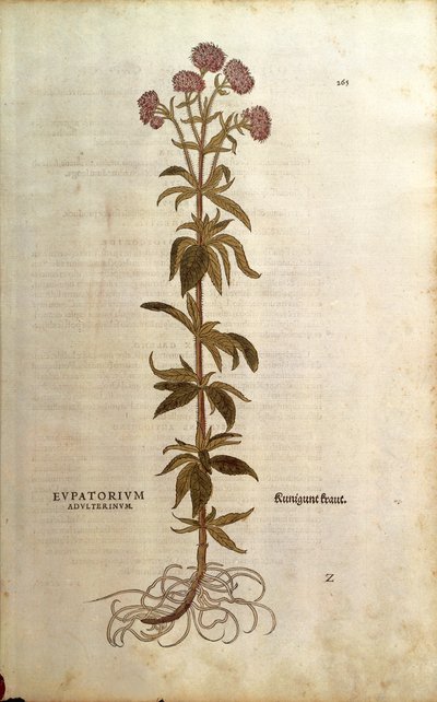 Hamp-agrimony - Eupatorium cannabinum (Eupatorium adulterinum) af Leonhart Fuchs fra De historia stirpium commentarii insignes (Notable Commentaries on the History of Plants), farvet gravering af Leonhard Fuchs