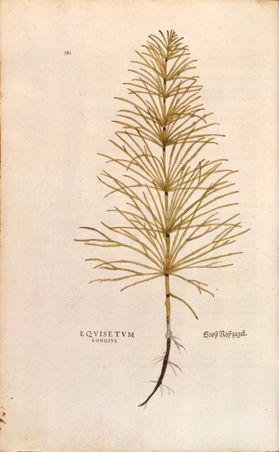 Hestehale - Equisetum arvense (Equisetum longius) af Leonhart Fuchs fra De historia stirpium commentarii insignes (Notable Commentaries on the History of Plants), farvestik af Leonhard Fuchs
