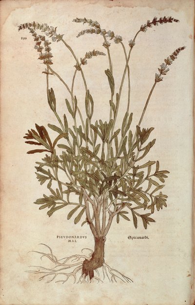 Lavendel - Lavandula spica (Pseudonardus mas) af Leonhart Fuchs fra De historia stirpium commentarii insignes (Notable Commentarars on the History of Plants), farvet gravering af Leonhard Fuchs